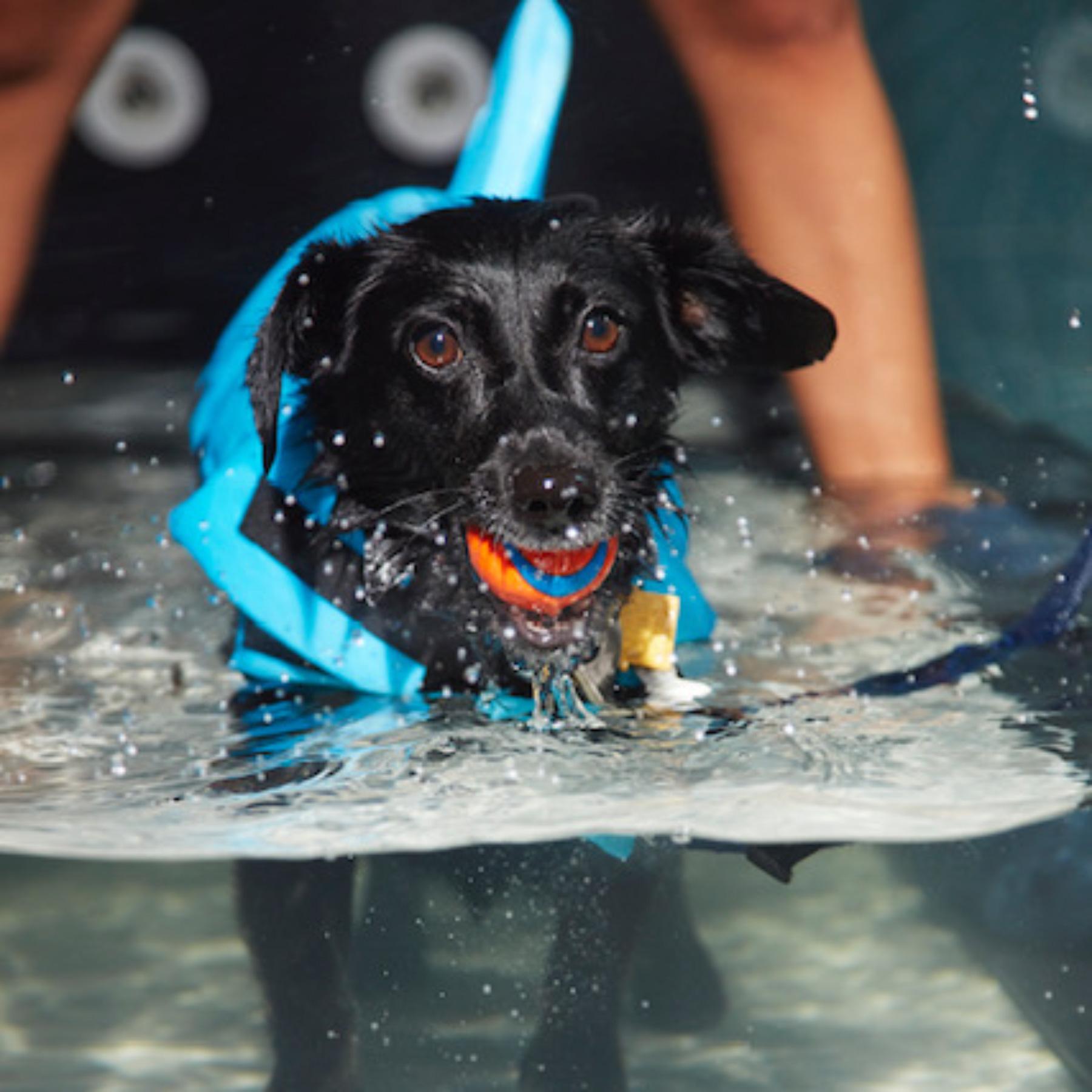 This is our little Loretta, a 3-year-old Mini Dachshund/Jack Russell mix as she plays in the water.