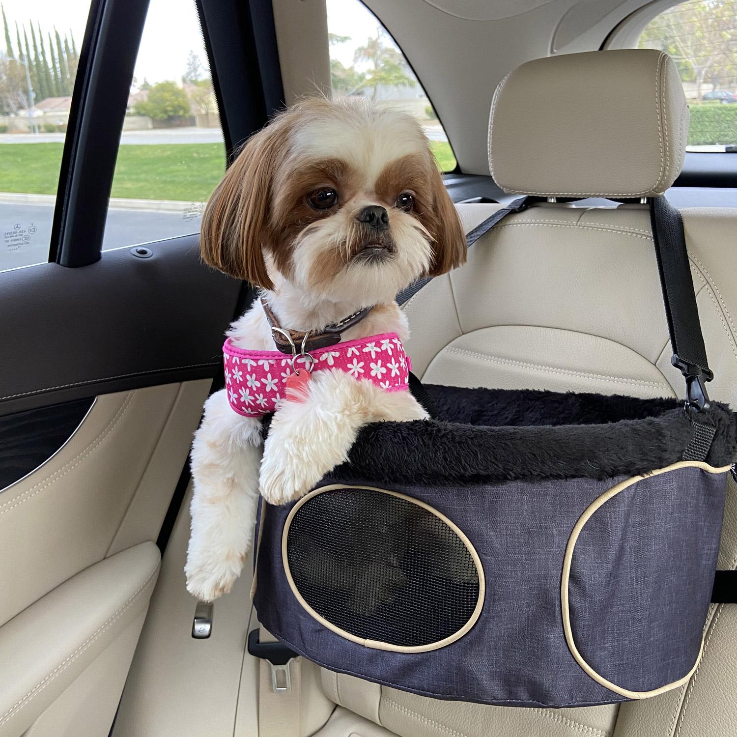 Lucinda Wasson sent us a photo of Mitsu the Shih Tzu who loves to travel!