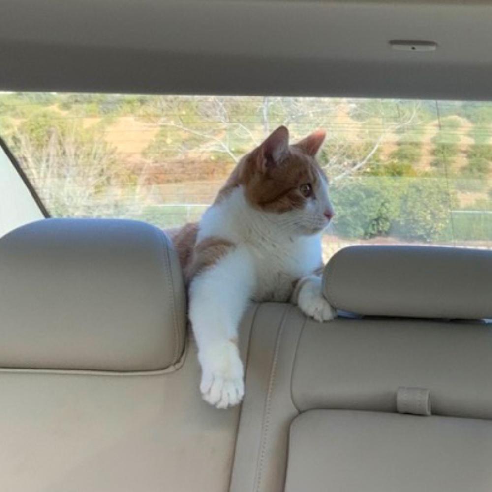 Here's Jessie. Jessie lives with us in Rancho Murieta, CA. He’s a real character, who we rescued from an RV Park about a year ago. He chases our dogs, watches television, and, as you can see, loves to ride in the car. – Nancy Jackson