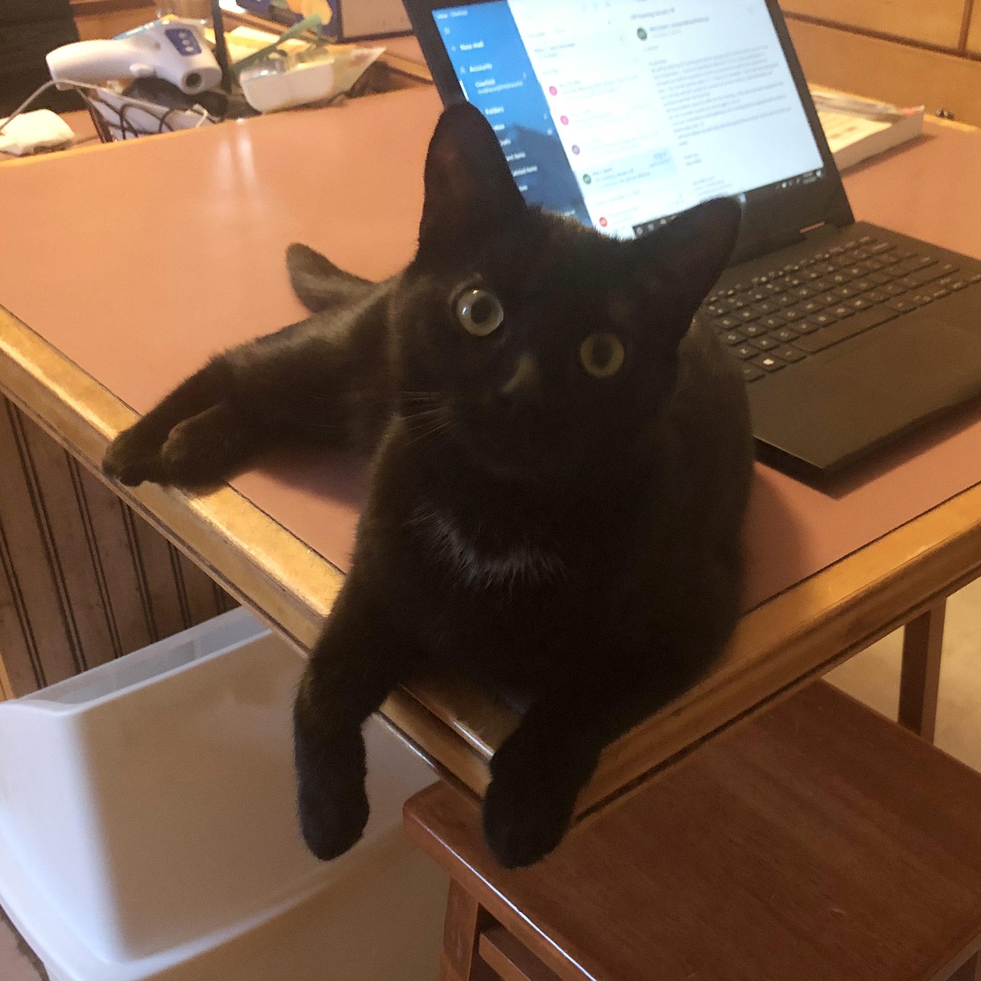 Here is a picture of my classroom assistant: Attie Cat. I am a high school math teacher and Attie Cat is helping me teach from home. – Judi Bookhamer