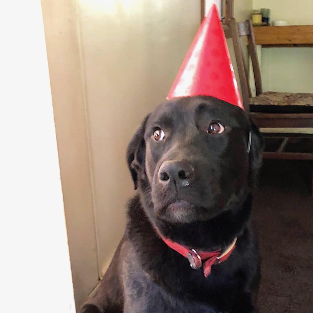 This is Otter (Lab, Bernese, Great Pyrenees, and Border Collie mix) on his birthday. He's not a fan of hats. – Amy Tepel, Morrison, CO
