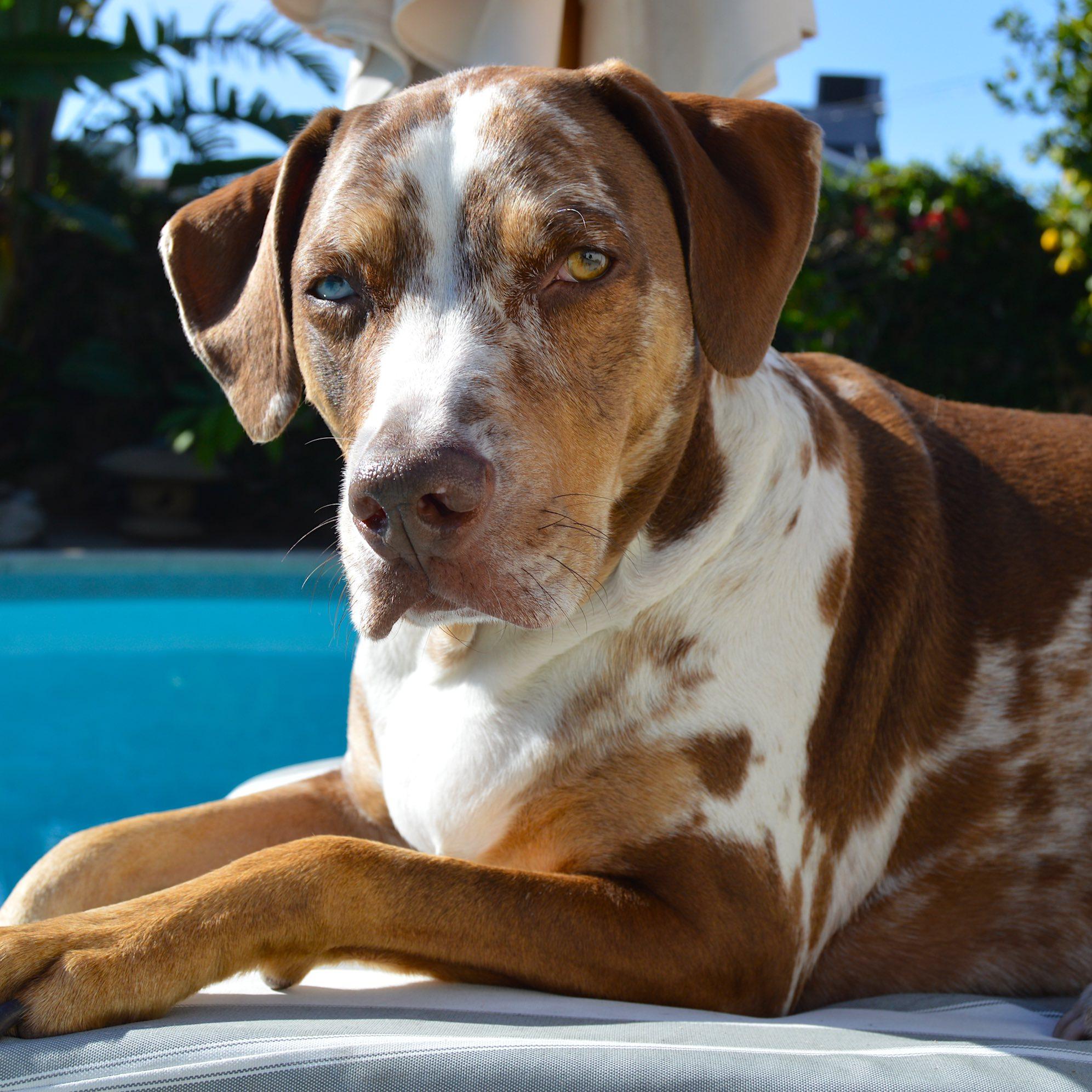 This is our favorite pet. His name is Rosko and he is a 6-year-old Catahoula Leopard dog. He loves to swim and retrieve. He’s very sweet and amazingly smart. – Catherine West, Van Nuys, Ca.