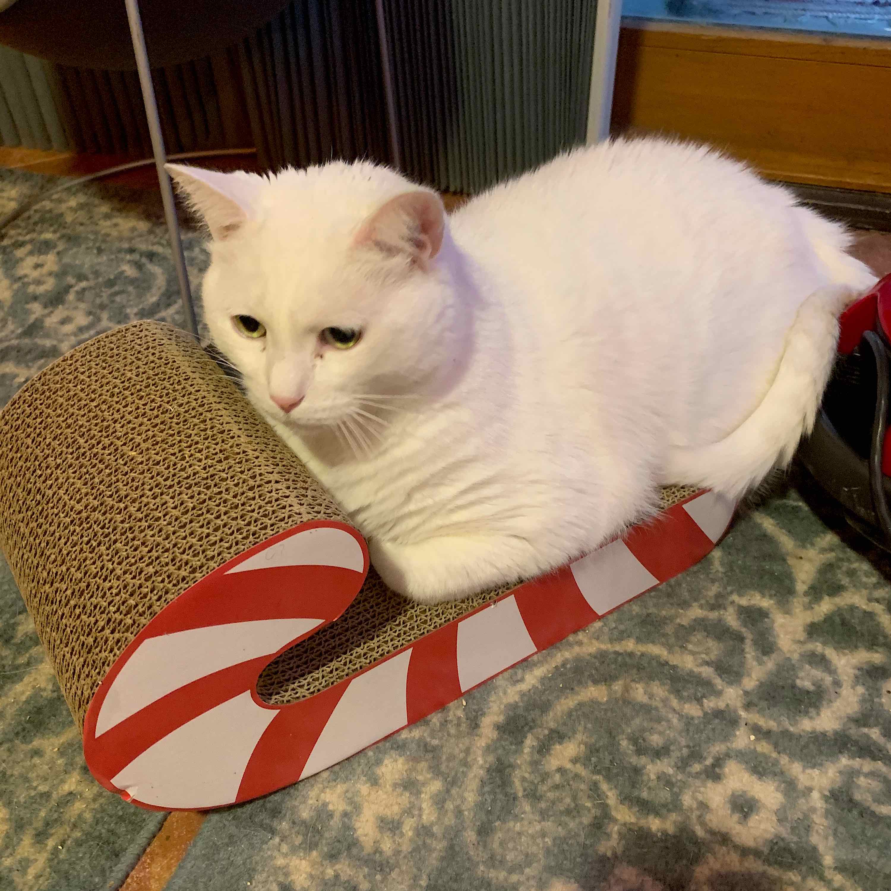 This is Sasha, my 5-year-old kitty, taking a ride on his catnip sleigh! I adopted him when he was 6 weeks old along with his mom, Sofya, a stray who had 6 kittens only days after being rescued off the street. Sasha and Sofya look exactly alike. Love your column! – Karen McCarthy, Longmeadow, Mass