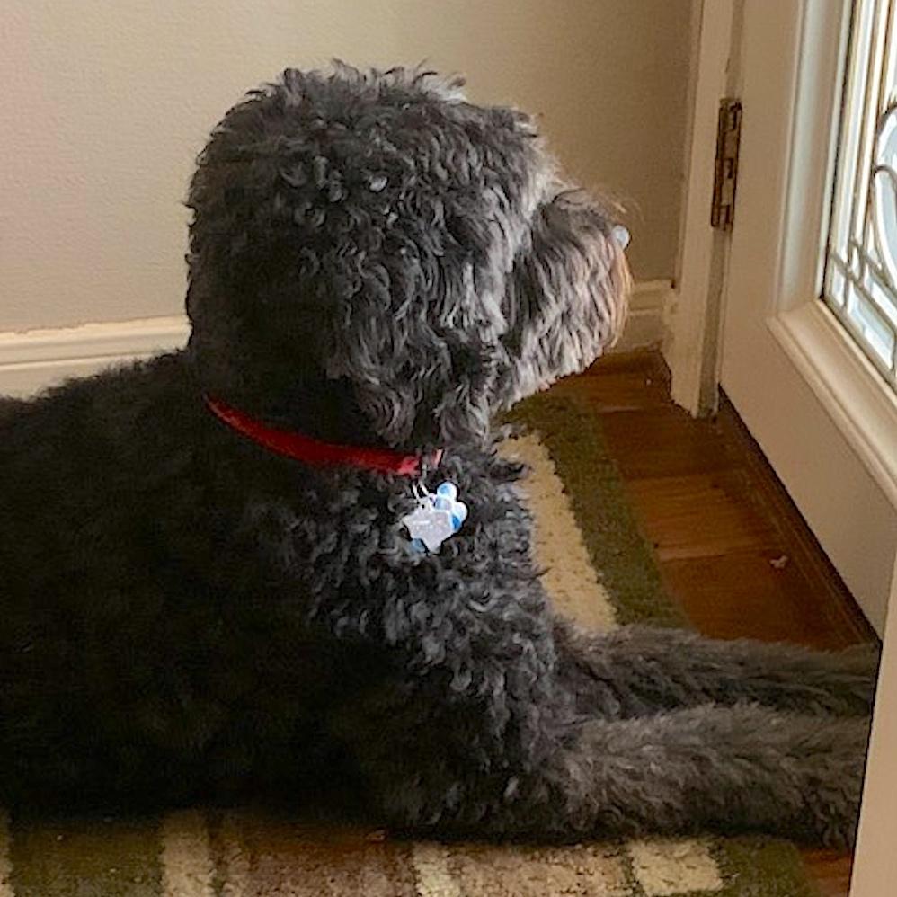 Shadow, our labradoodle guarding the front door. – Susan Pieper, New Braunfels, TX