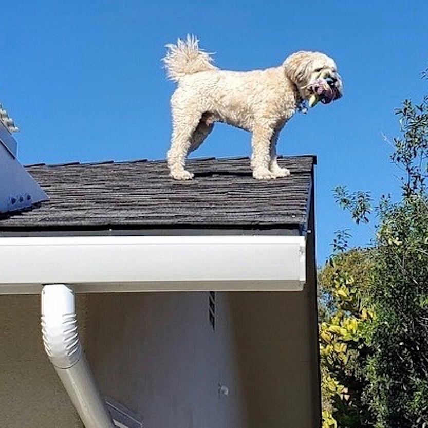 Jack the Roof Dog checking out the neighborhood for cats and friends. – Geraldine Ihli