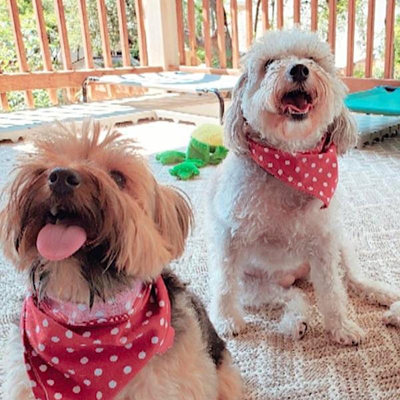 My name is Miss Molly (I'm on the right in the photo) and these are my two girlfriends... Molly and Roxie. I am a 6-year-old Maltipoo and I live with my Mama. I hope you like our party kerchiefs and feature us in Pet Pals... my friends and I would like that very much. Your friend... Miss Molly – Eileen Shiman