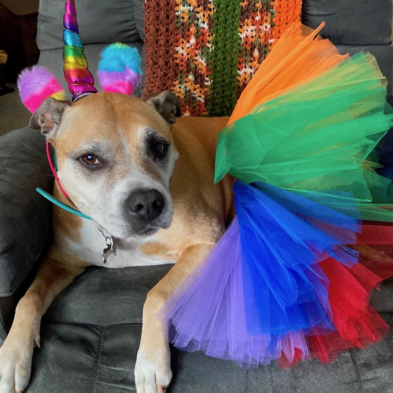 But mom, I wanted to be a witch! Amazing, loving, and friendly pit bull Named Diamond (Dimey for short). – Barbara Kosensky
