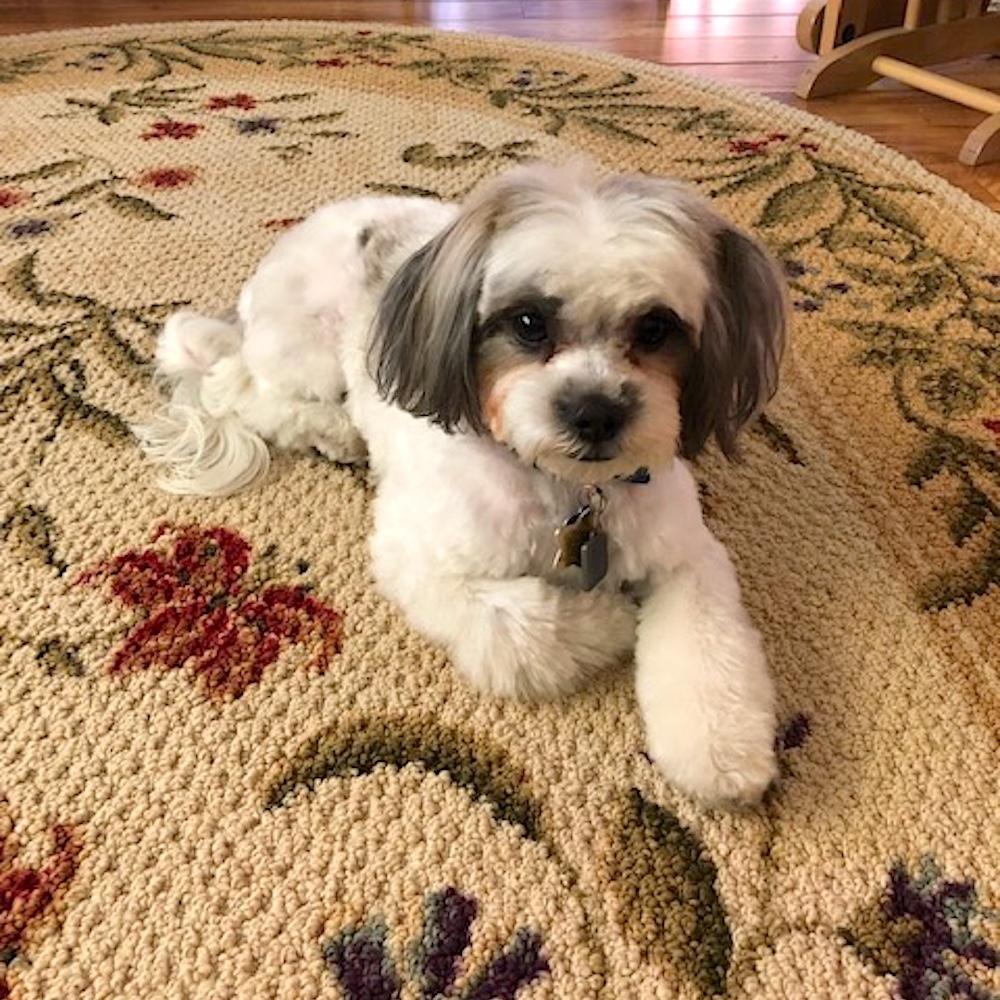 My pet is 20 months old. Cute as can be and smart. Daisy thinks everyone loves her. Our neighbor gives her treats and makes her sit and gives her a paw. Daisy is a Maltese/ShihTzu & she doesn’t shed. – Jane & Robert, Florida