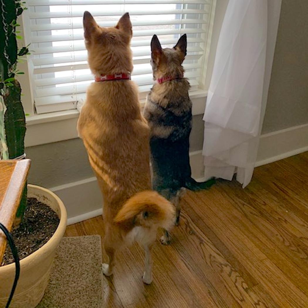 Tina on the left (Shiba Inu) and Tia (Terrier mix) are both rescue dogs. They're waiting for John, our mail carrier! – Sara Cowan