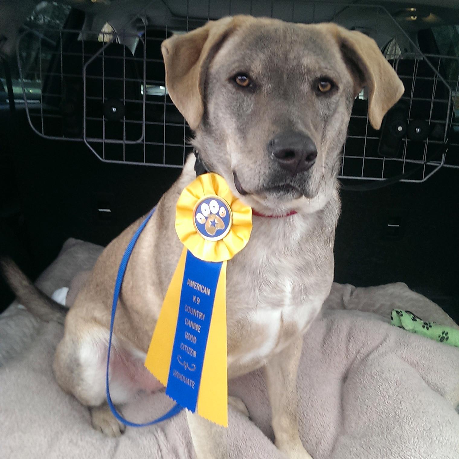 Toby passed the AKC Canine Good Citizen test. He is a 3-year-old rescue from Arkansas and LOVES the snow in New Hampshire where he now lives. – Lee Allison