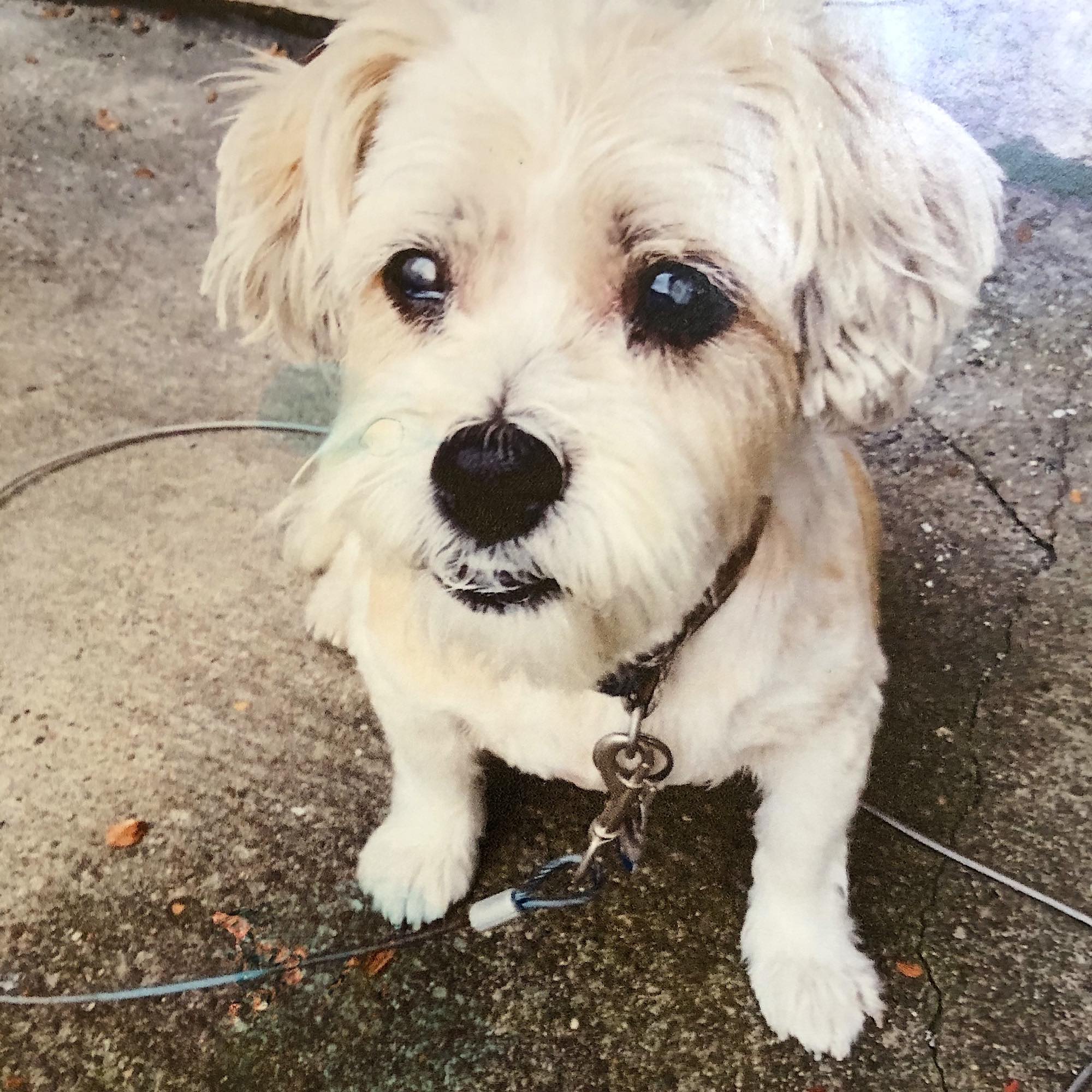 This is Joey. She is a Shih Tzu/Jack Russell mix. She is very loveable and loved by all my neighbors. – Don Himler