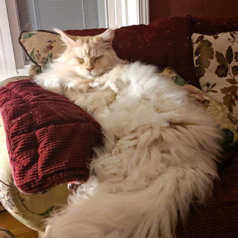 Big and gorgeous maine coons male cat lancelot He is extremely smart and has figured out that when he wants to open a door he reaches up and turns the knob