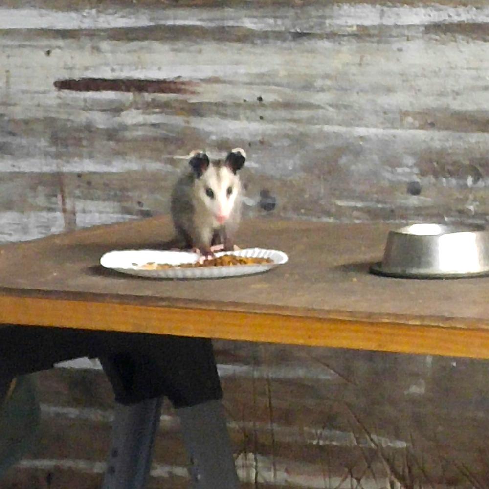 Opossum comes out to eat food