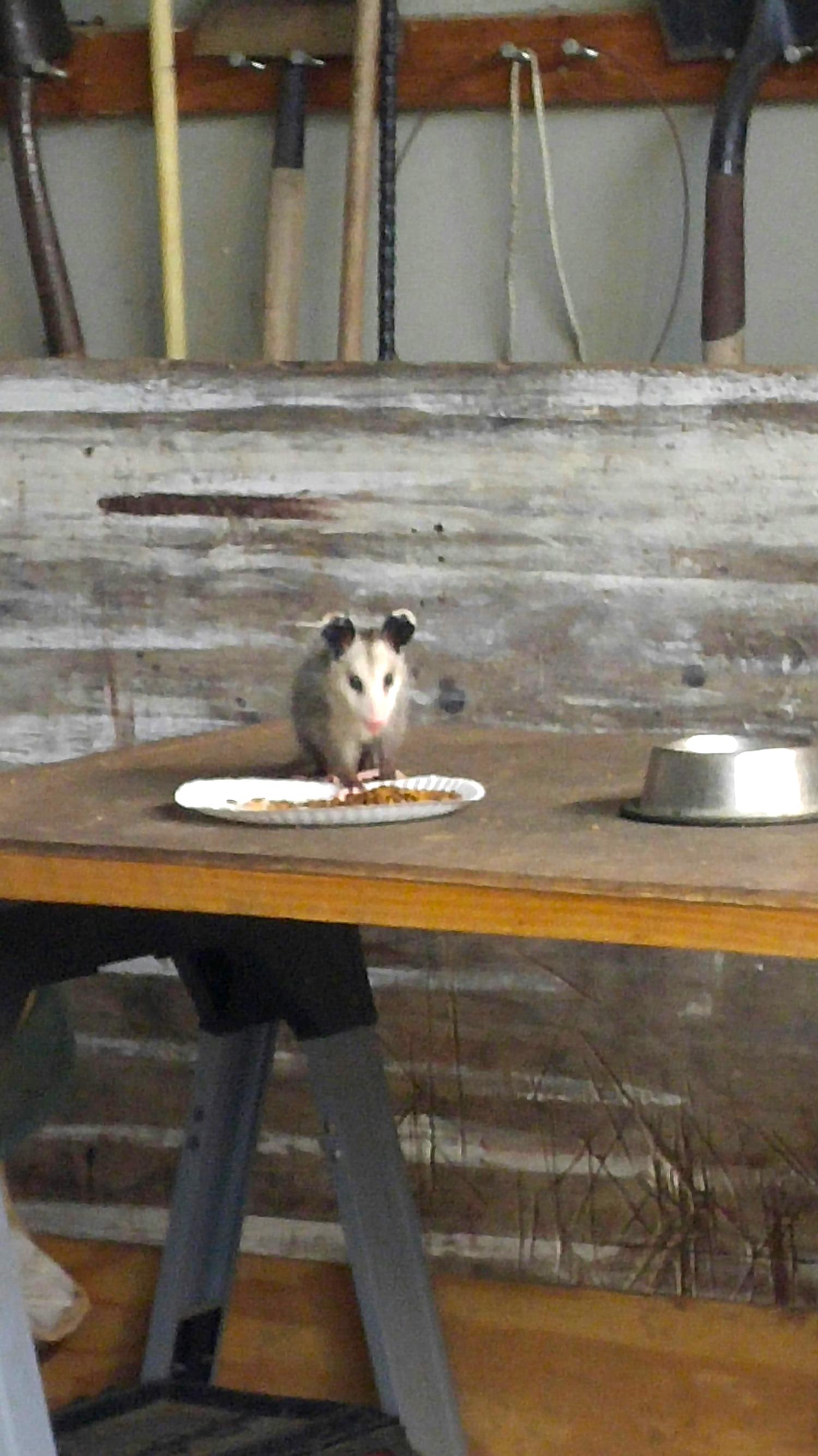 Opossums are cute
