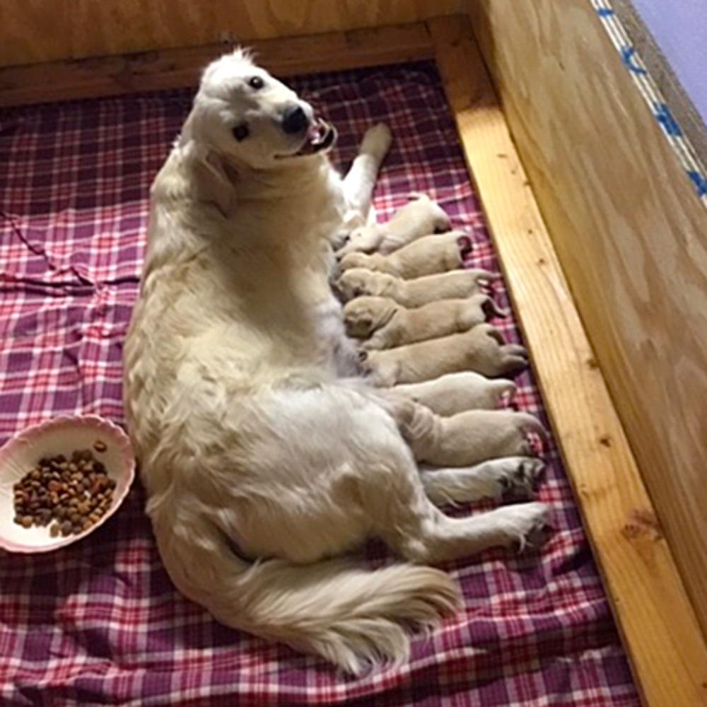Golden ginger gives birth to puppies