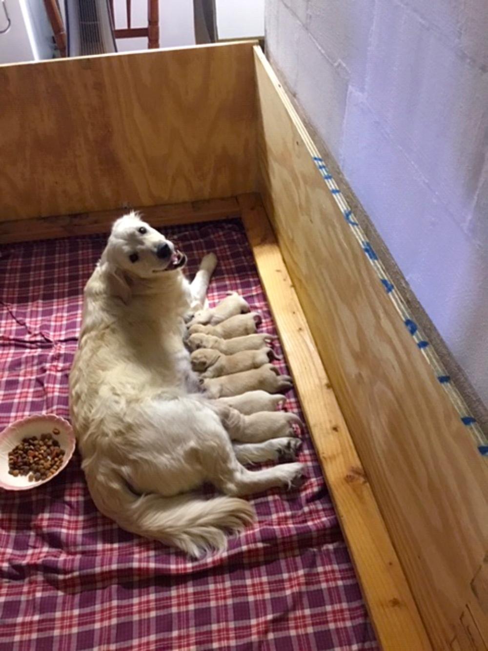 Golden retriever births puppies