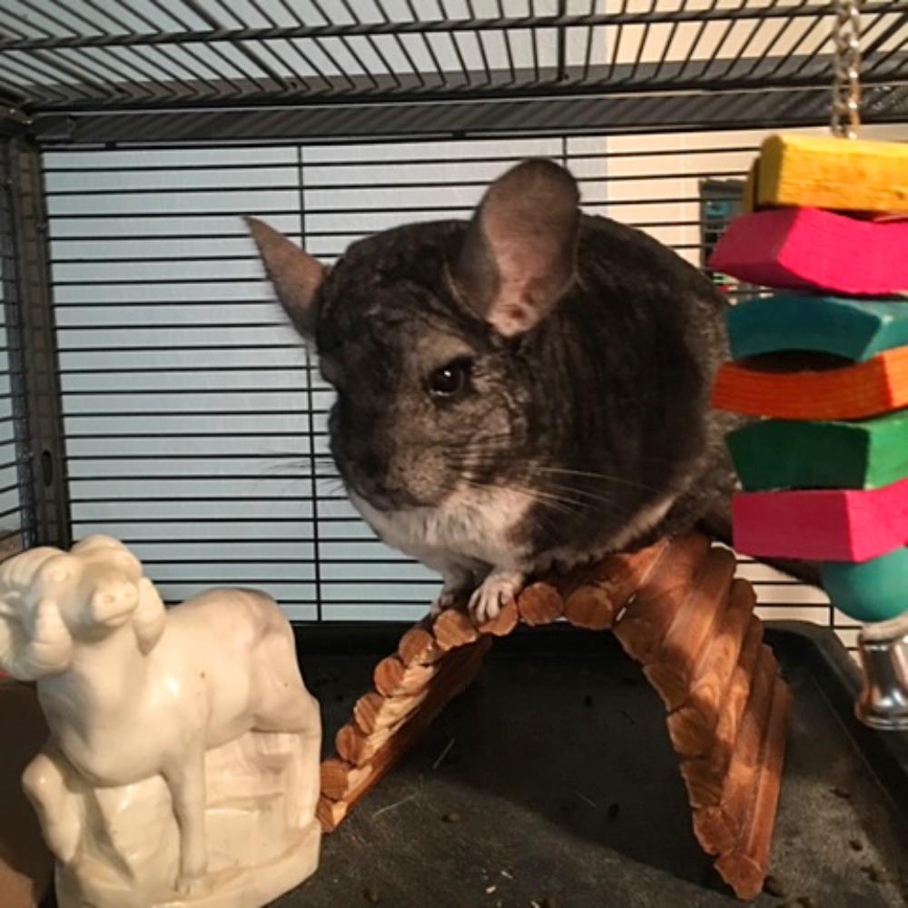 Chillin is a chinchilla He conned me into buying him I named him chillin because i felt we could nurture each other and chill He turned out to be an escape artist by planning for moments when he could exit his cage Nevertheless hes my baby cathy white