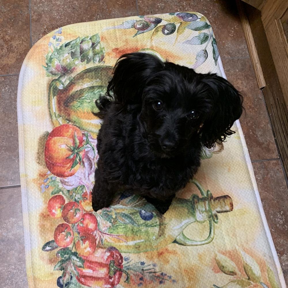 This is penny rose poodle in a sit stay command waiting patiently for her reward She is a year old toy poodle Shes very bright and full of mischief She loves everyone and also loves shoes patsy spindler in springfield mo