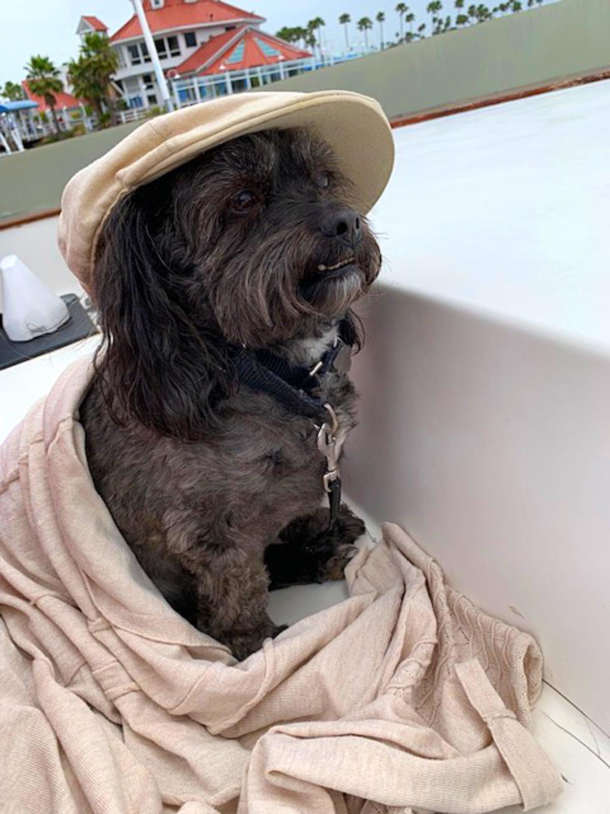 Dog loves boat rides