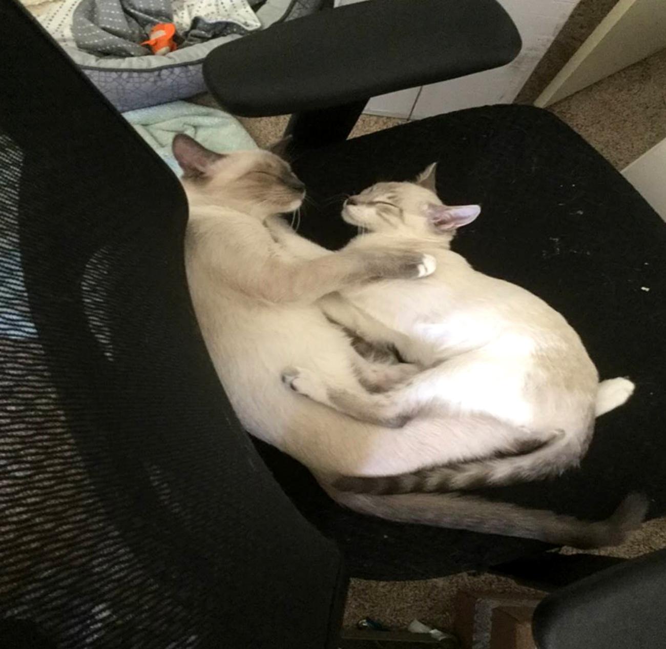 Siamese kittens take my office chair