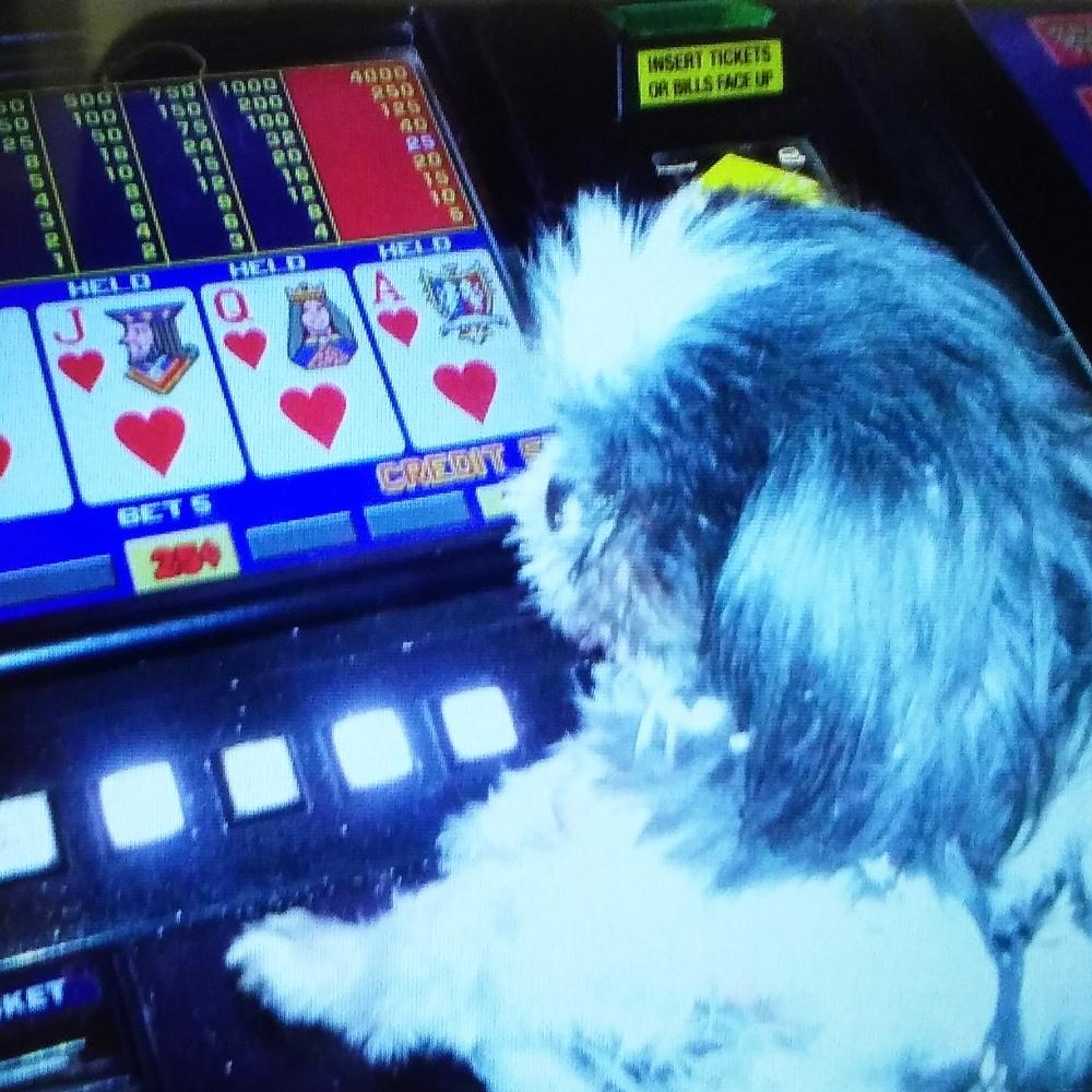 Molly likes playing the slots