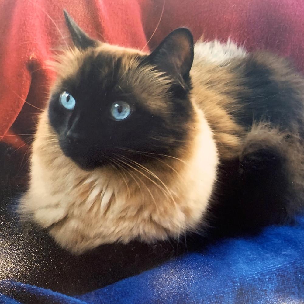 Allow me to introduce you to shinn tye the stunning rescue siamese with piercing blue eyes that reflect the depth of the ocean