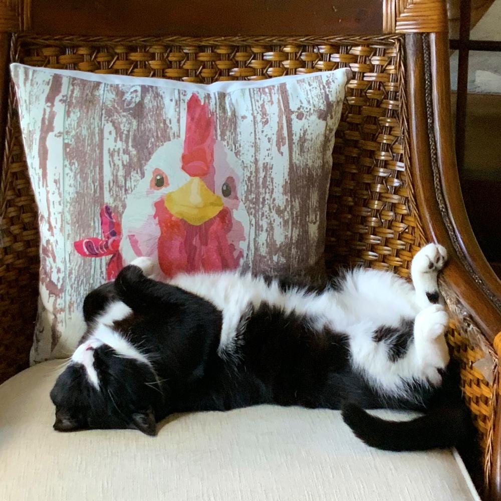 This tuxedo cat loves to nap