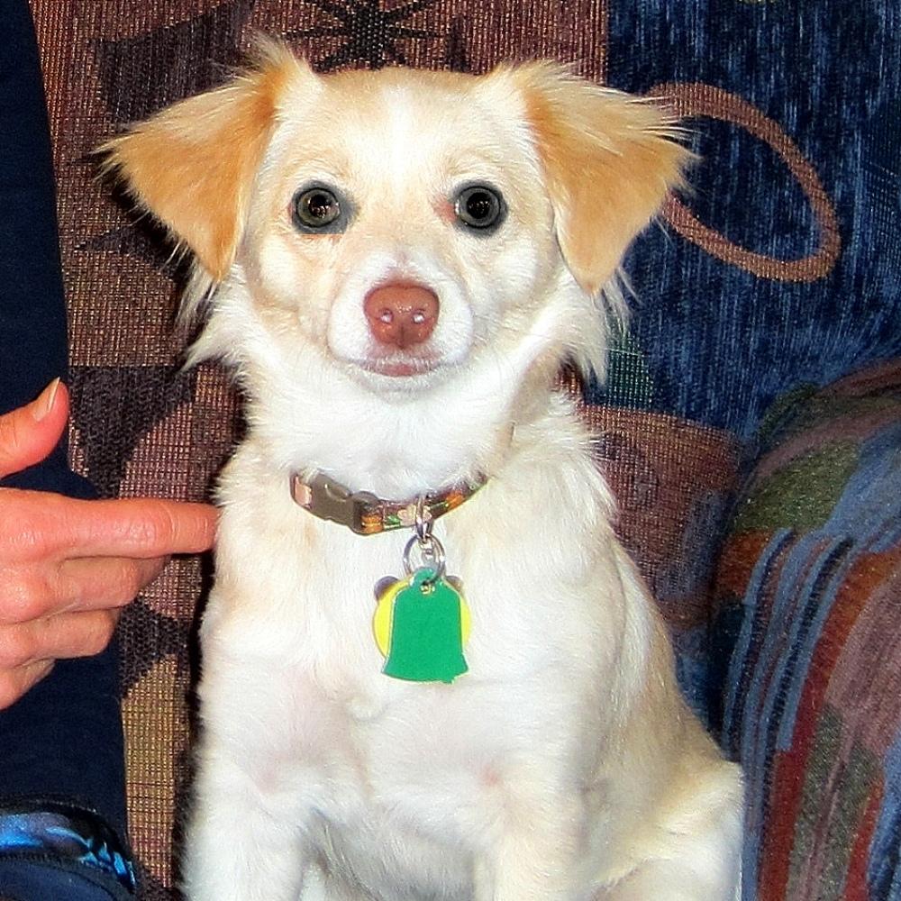 Ginger was adopted from the washington animal rescue league