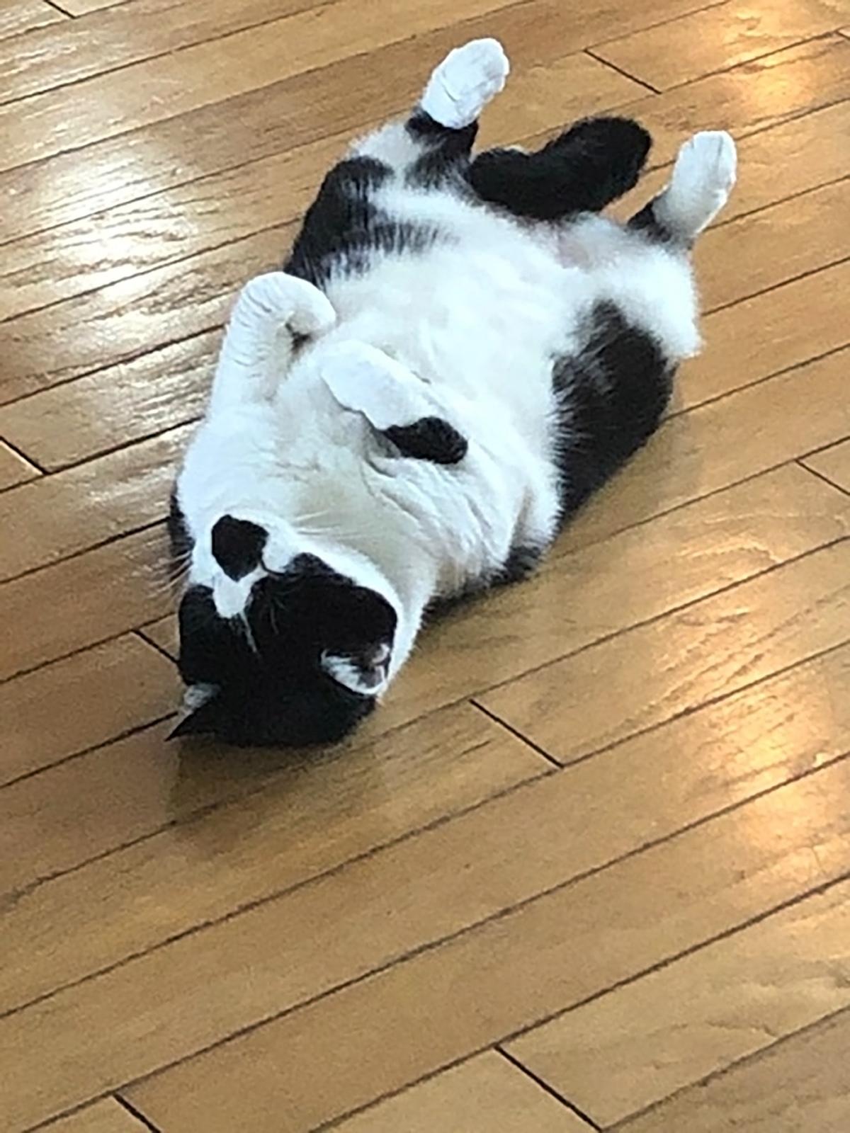 Tuxedo cat masters the art of the awesome stretch