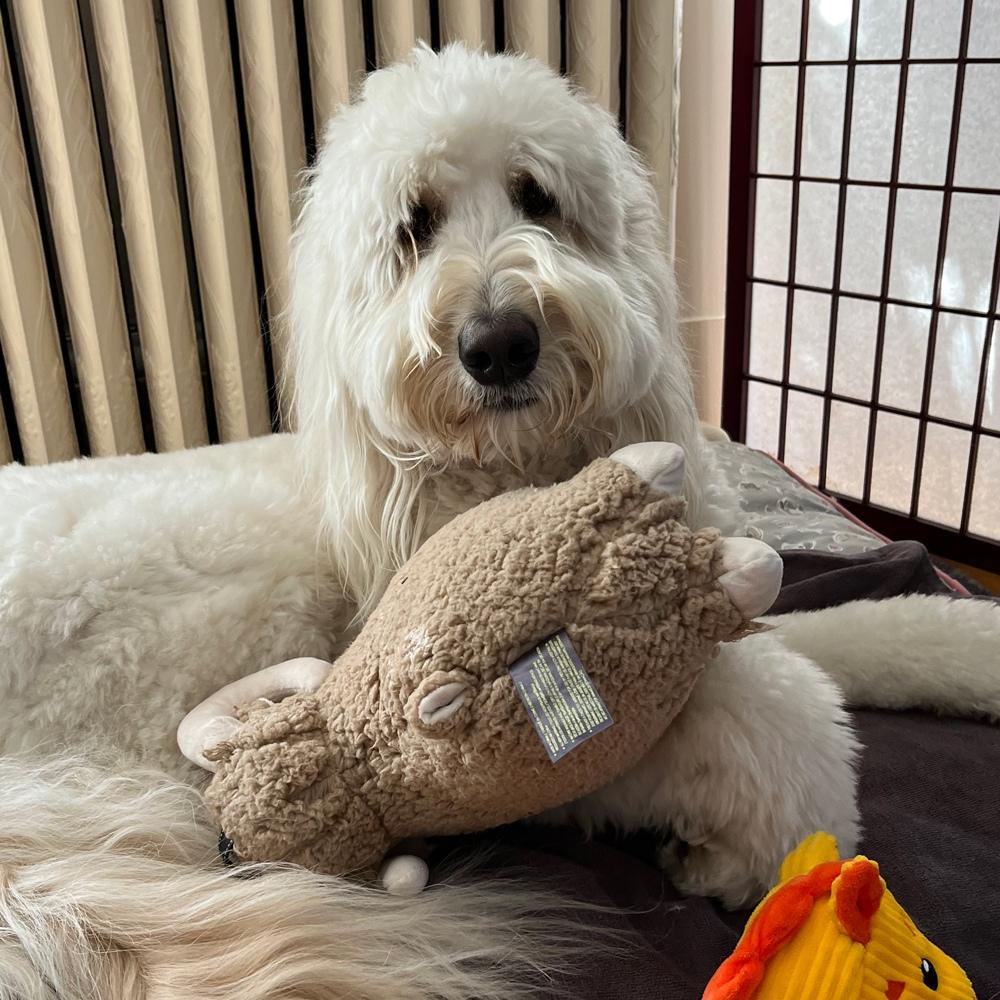 Happy doodle bodhi lying comfortably among a variety of toys showcasing his playful and joyful nature in a cozy indoor setting