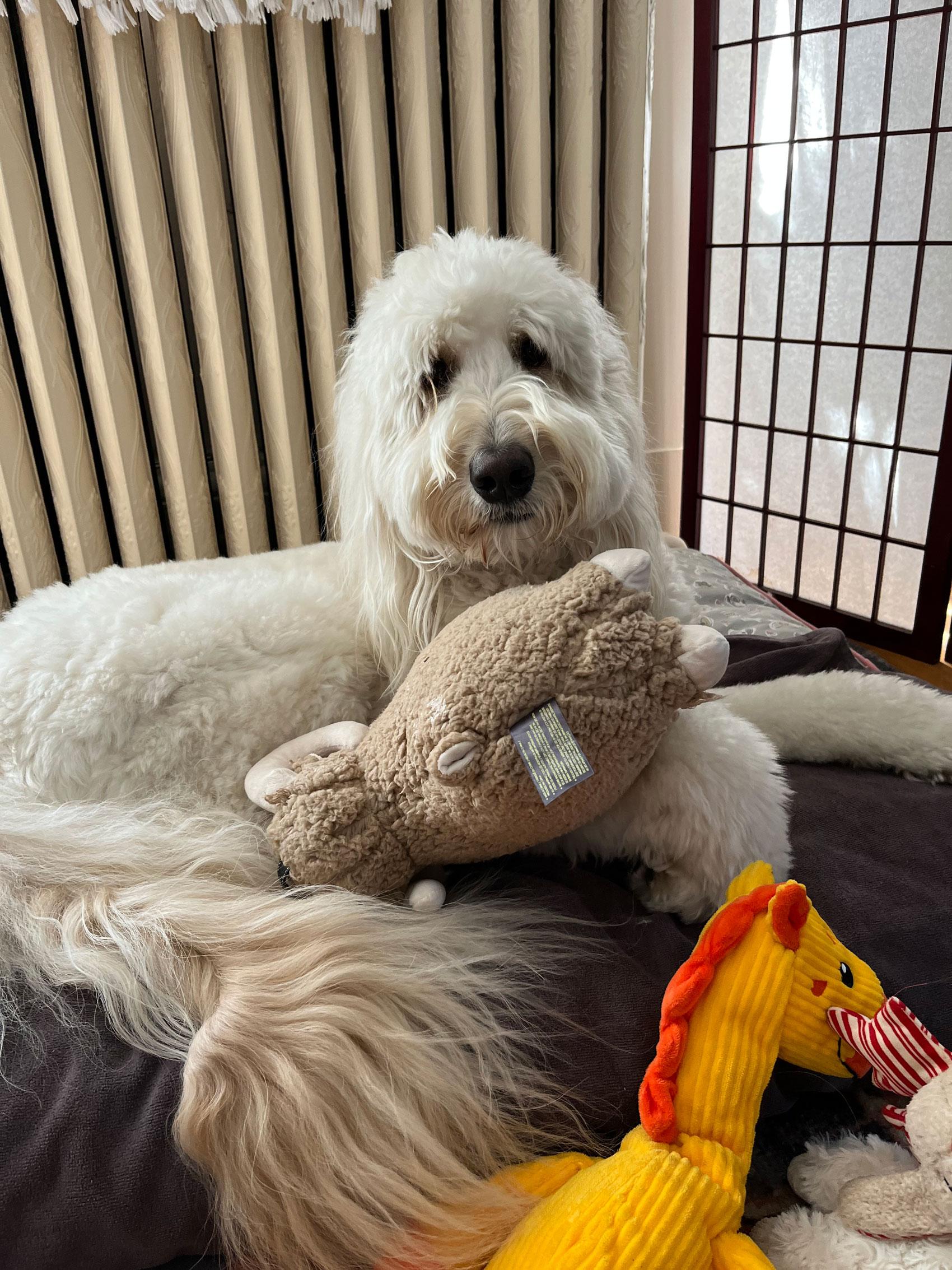 Happy doodle bodhi is always seen playing with toys