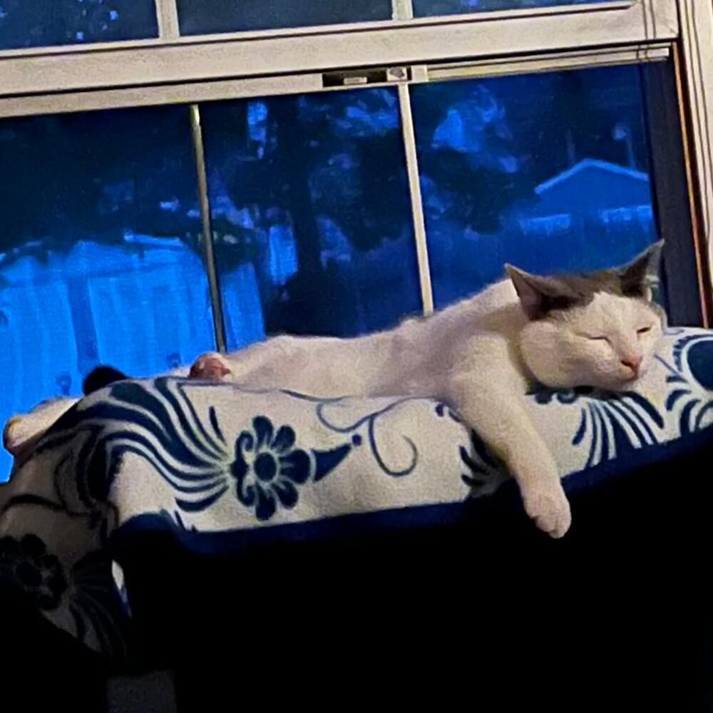 Sparky the cat looks grateful as he sleeps on a window perch with a dark night sky visible through the window behind him