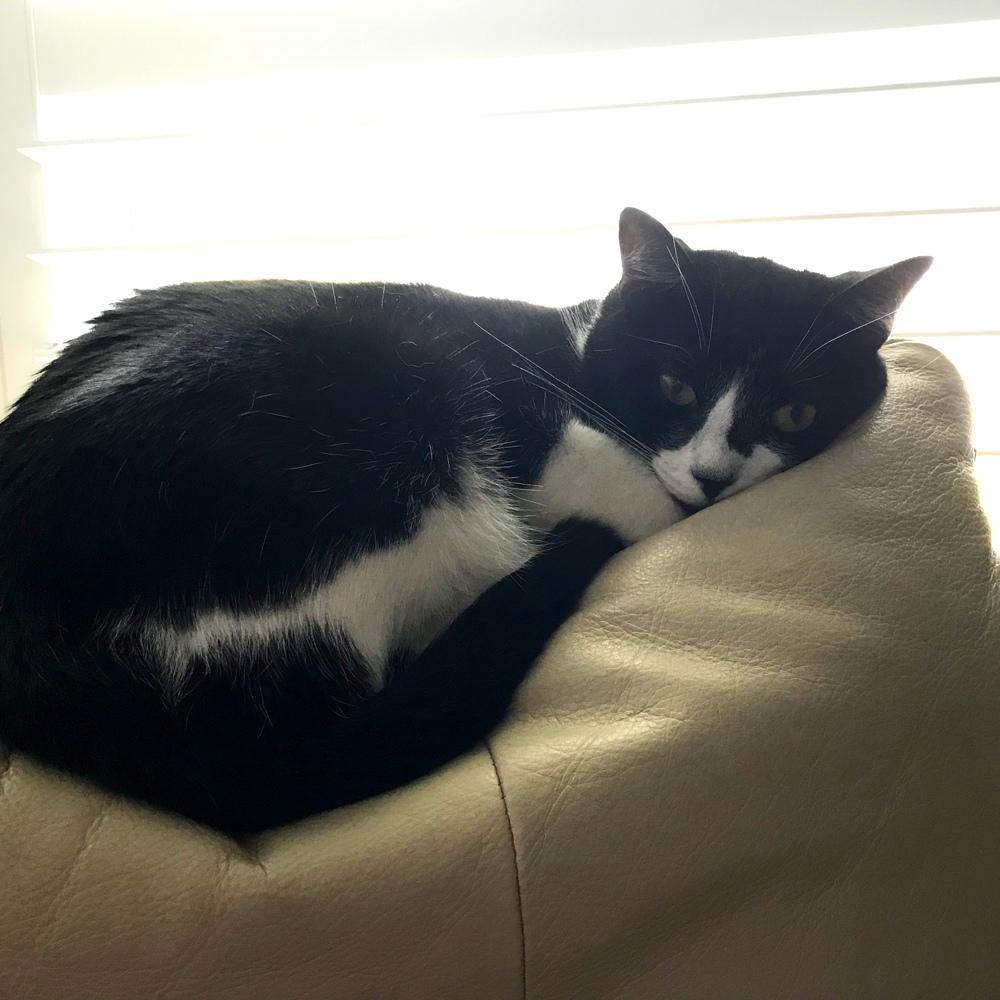 A black and white tuxedo cat lying on a cream leather sofa with soft light coming through the blinds in the background creating a calm and restful scene