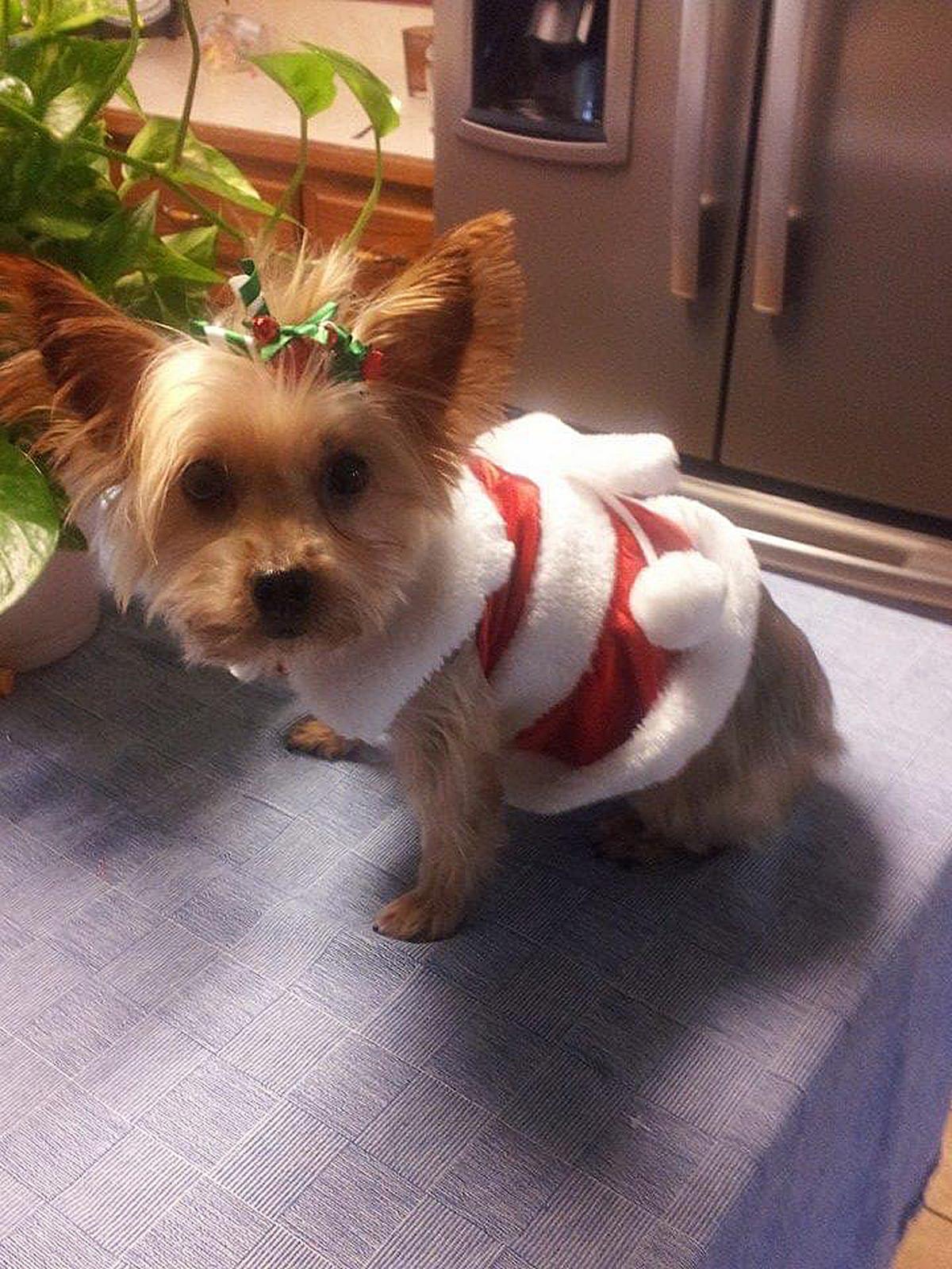 Yorkie muffin absolutely enchants in beautiful attire