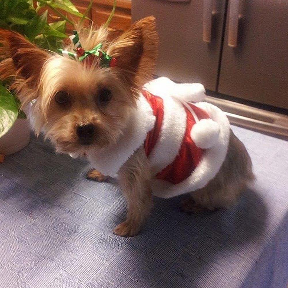 Cherished yorkie muffin in her beautiful red and white santa dress with a holly headband embodying the enchantment of holiday festivities