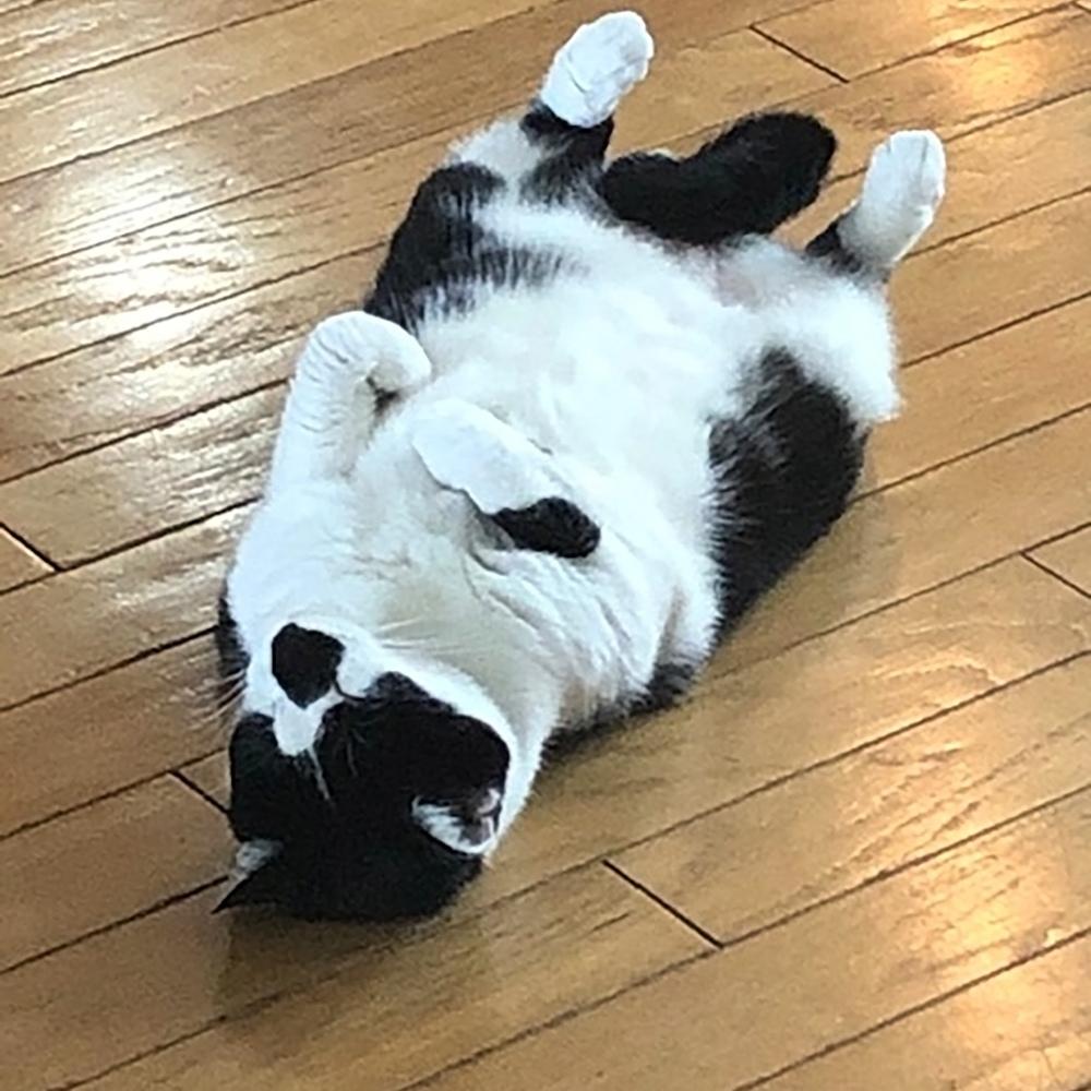 An adorable tuxedo cat lies on its back on a wooden floor stretching its paws upward in a display of feline flexibility and relaxation