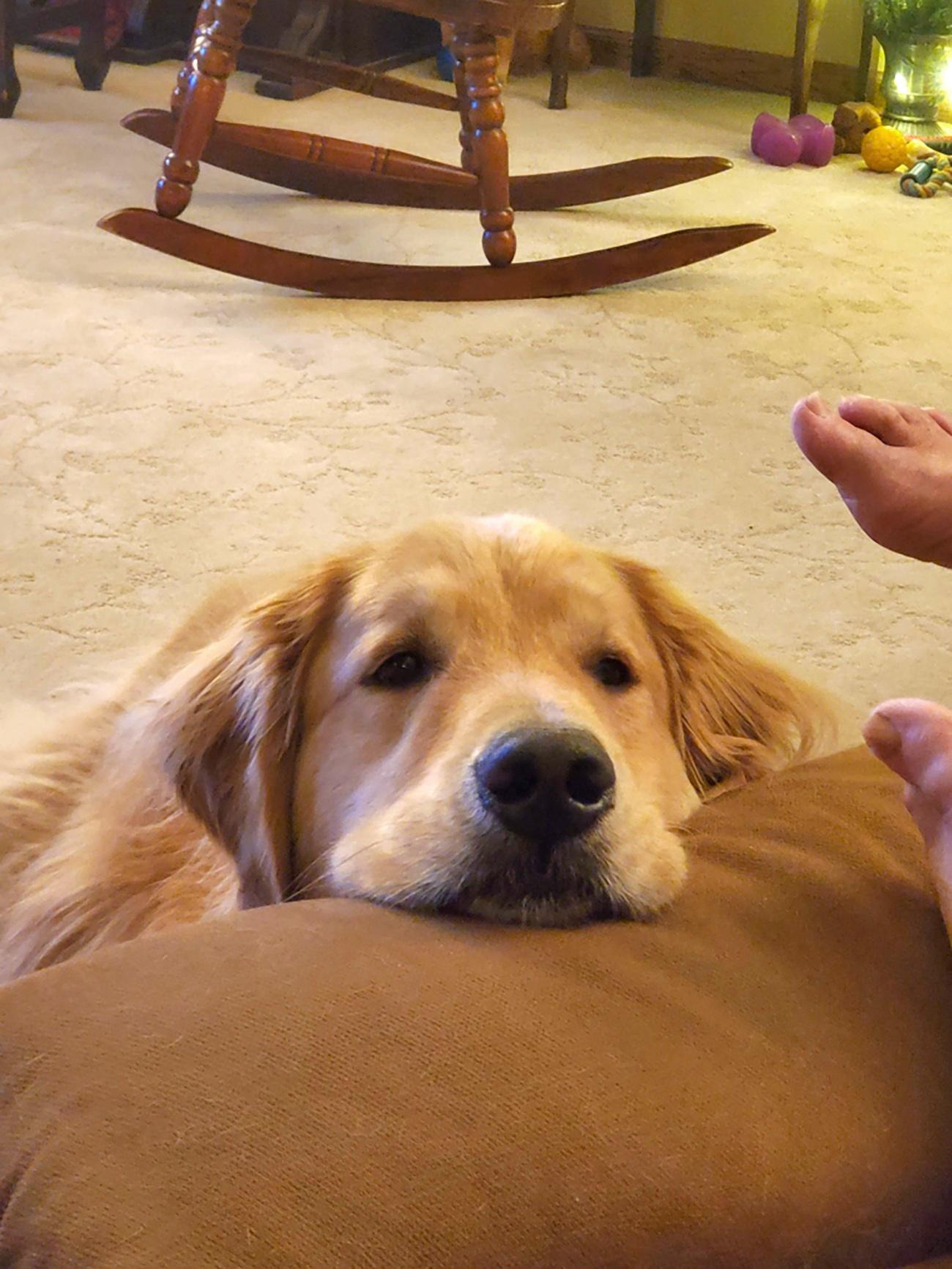 See this ultimate golden retriever enjoy a fantastic delightful day