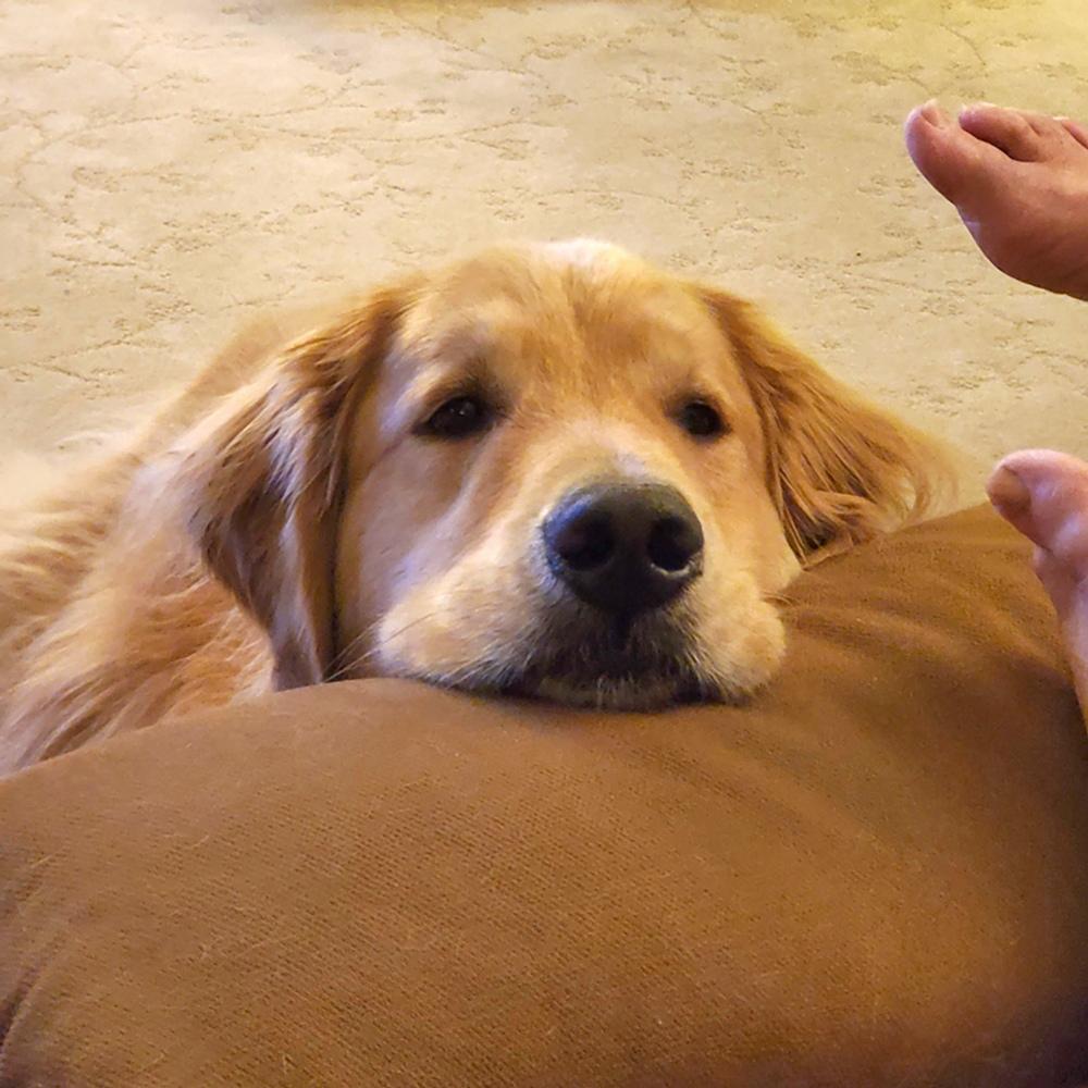 A content golden retriever enjoying a fantastic day inside lying with its head on a cushion and looking up peacefully