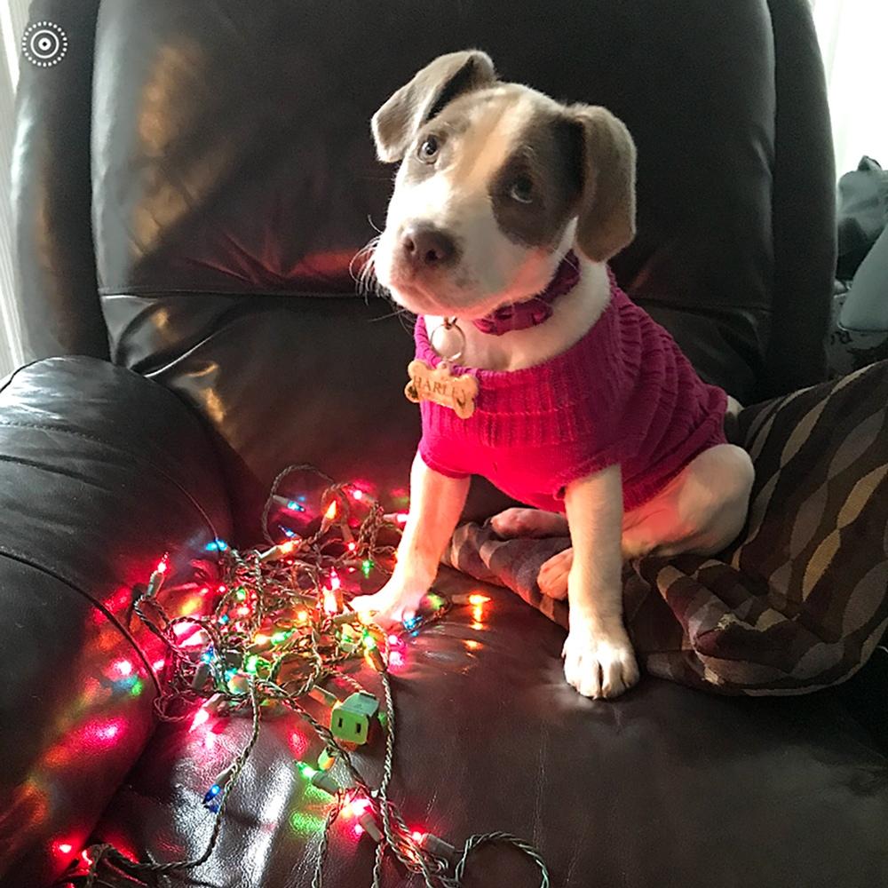Harley jones a delightful pitbull mix in a festive sweater enjoying the sparkle of holiday lights embodying the spirit of family love