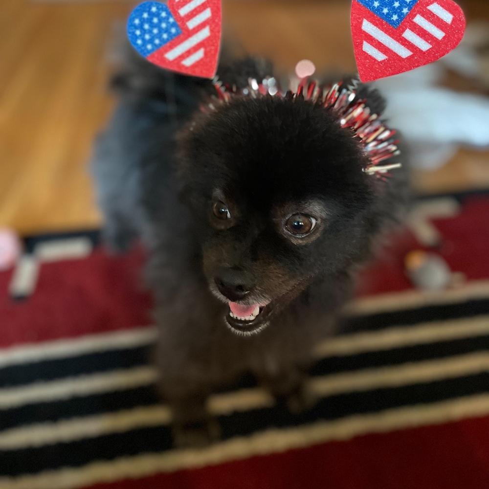 An adorable pomeranian dog shadow beams with joy while wearing a patriotic usa heart headband sitting on a cozy rug