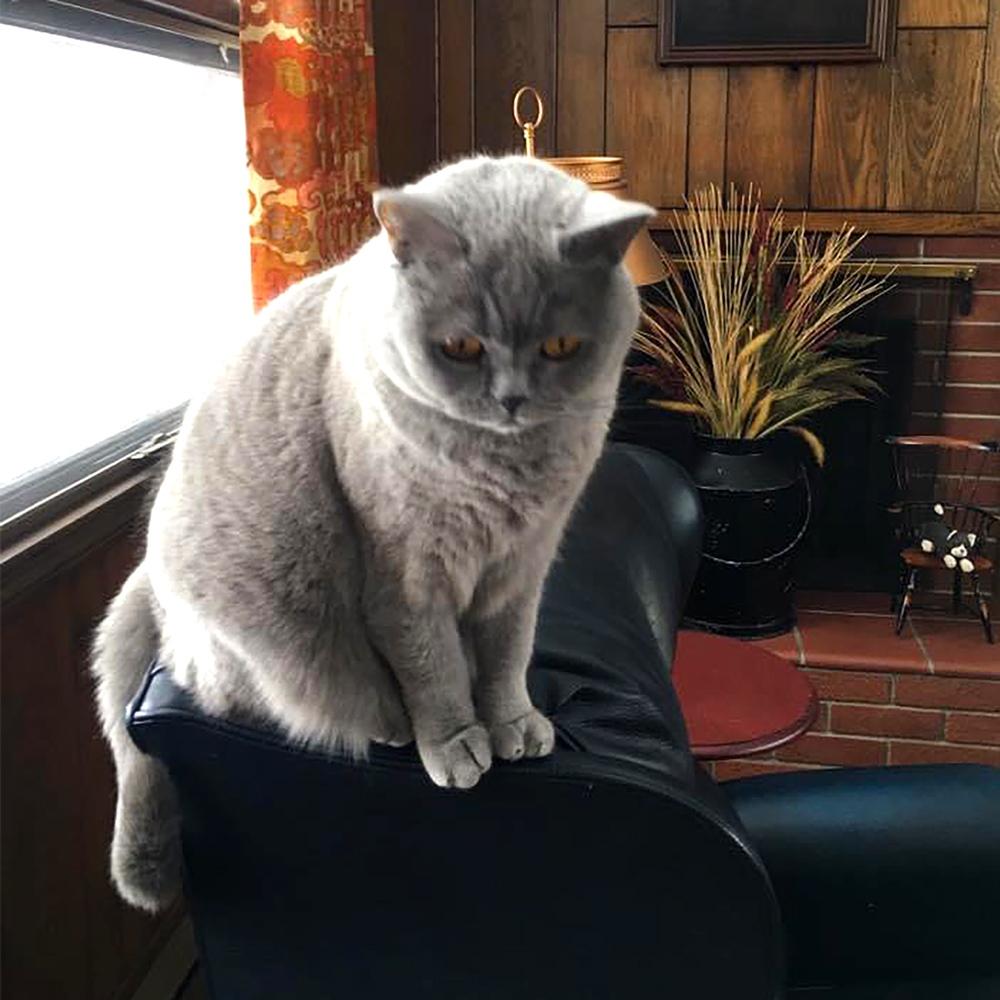 Beatrice an elegant british shorthair sits regally atop a sofa her striking gaze drawing you into her world of nobility and warmth