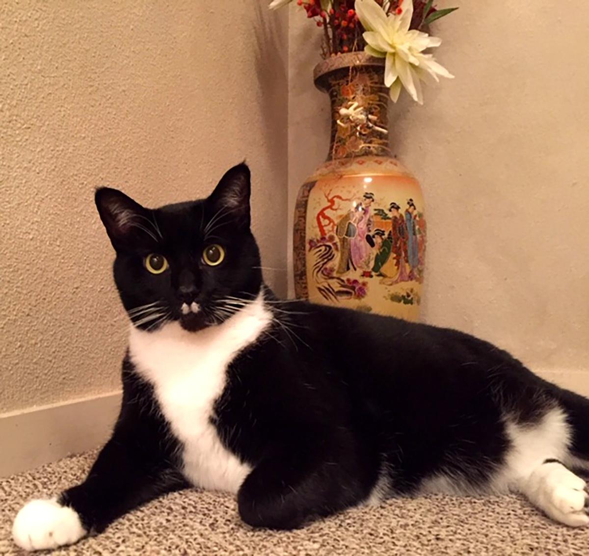 Tantalizing tuxedo cat seen relaxing in his amazing coolness