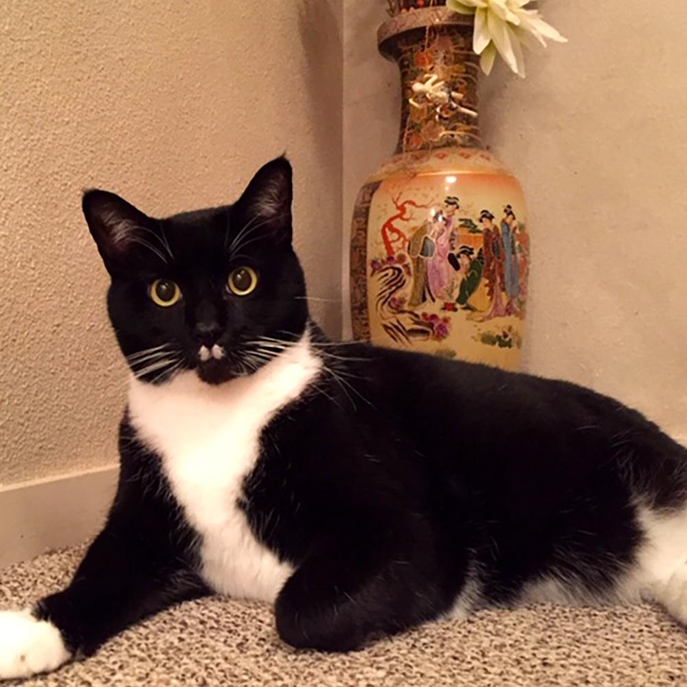 Spunky a tuxedo cat with a knowing gaze relaxes contentedly showcasing his cool demeanor and connection with his human esther