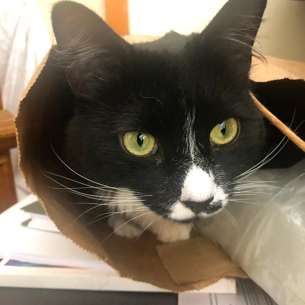 Logan a young tuxedo cat looking out curiously from her cozy nook inside a paper bag surrounded by a clutter of everyday objects