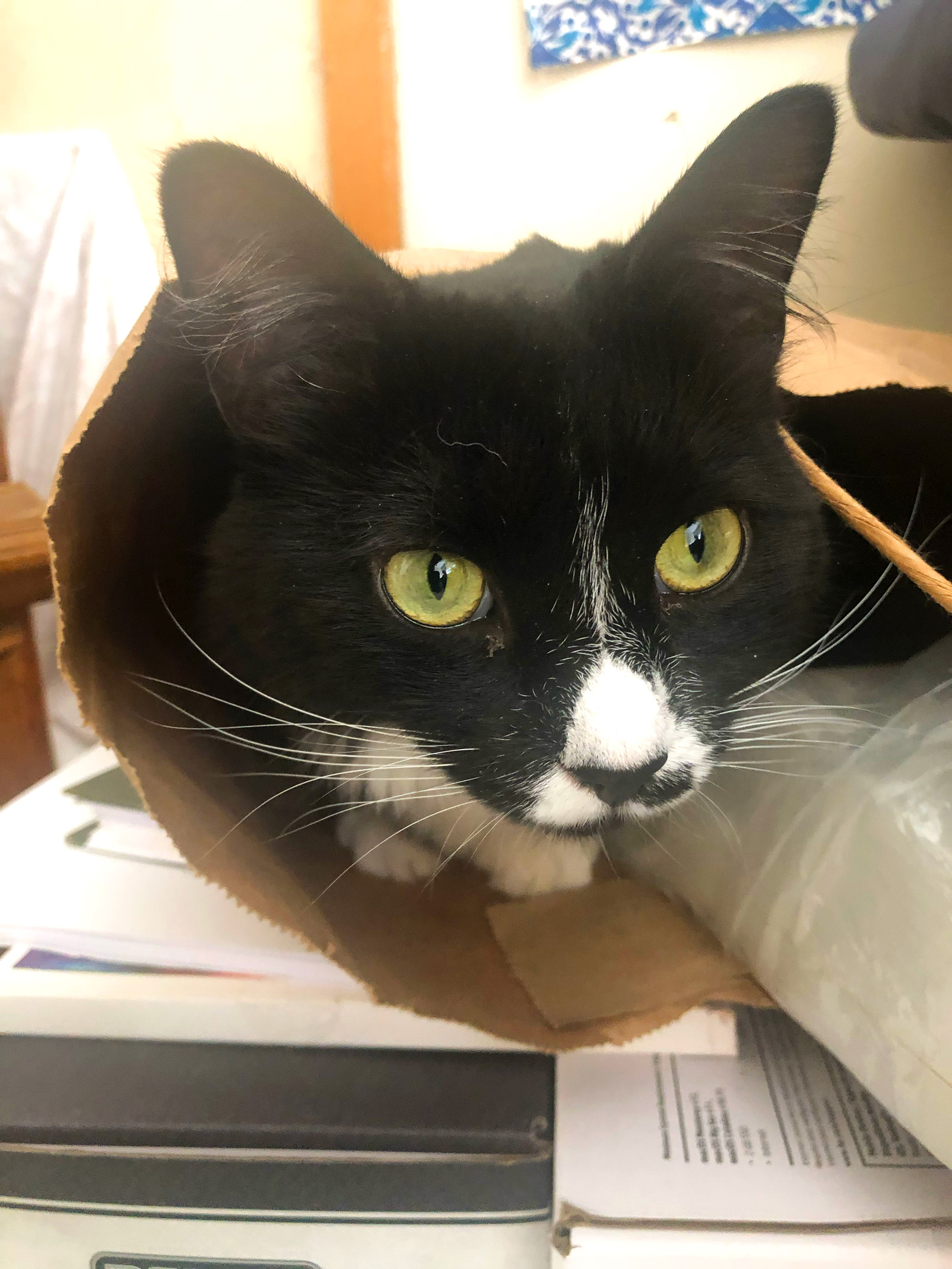 Happy tuxedo cat feels secure in her new bag