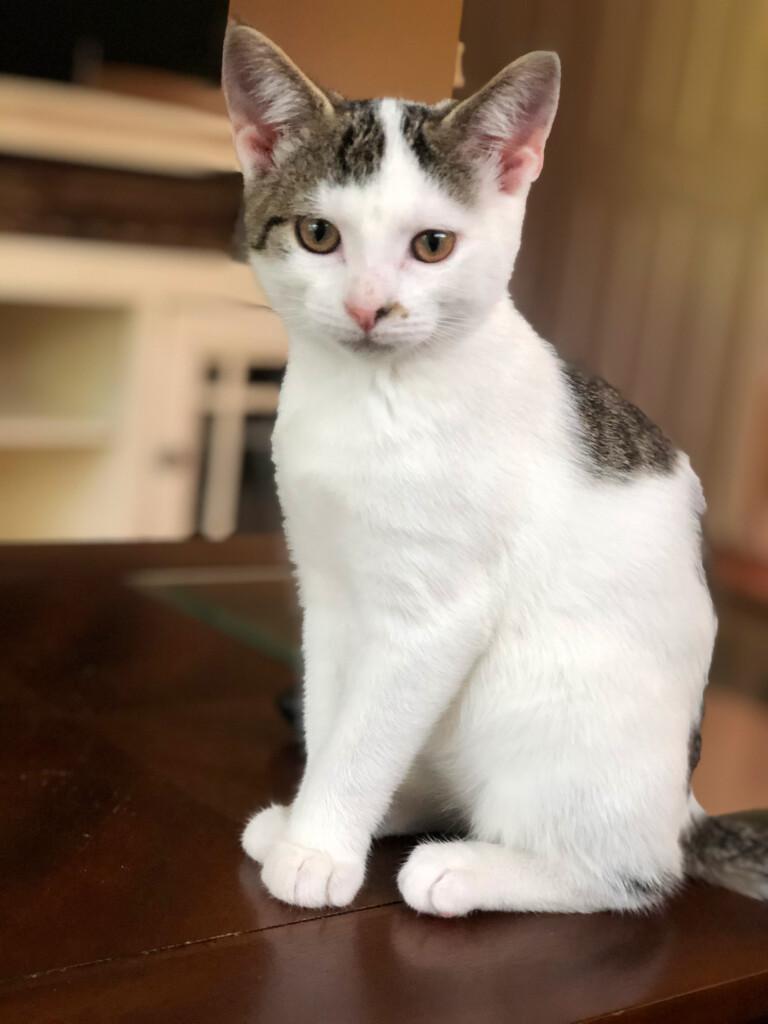 Bailey, a white and grey tabby cat, sits elegantly on a table, her captivating gaze and poised demeanor perfectly captured in this charming photo.