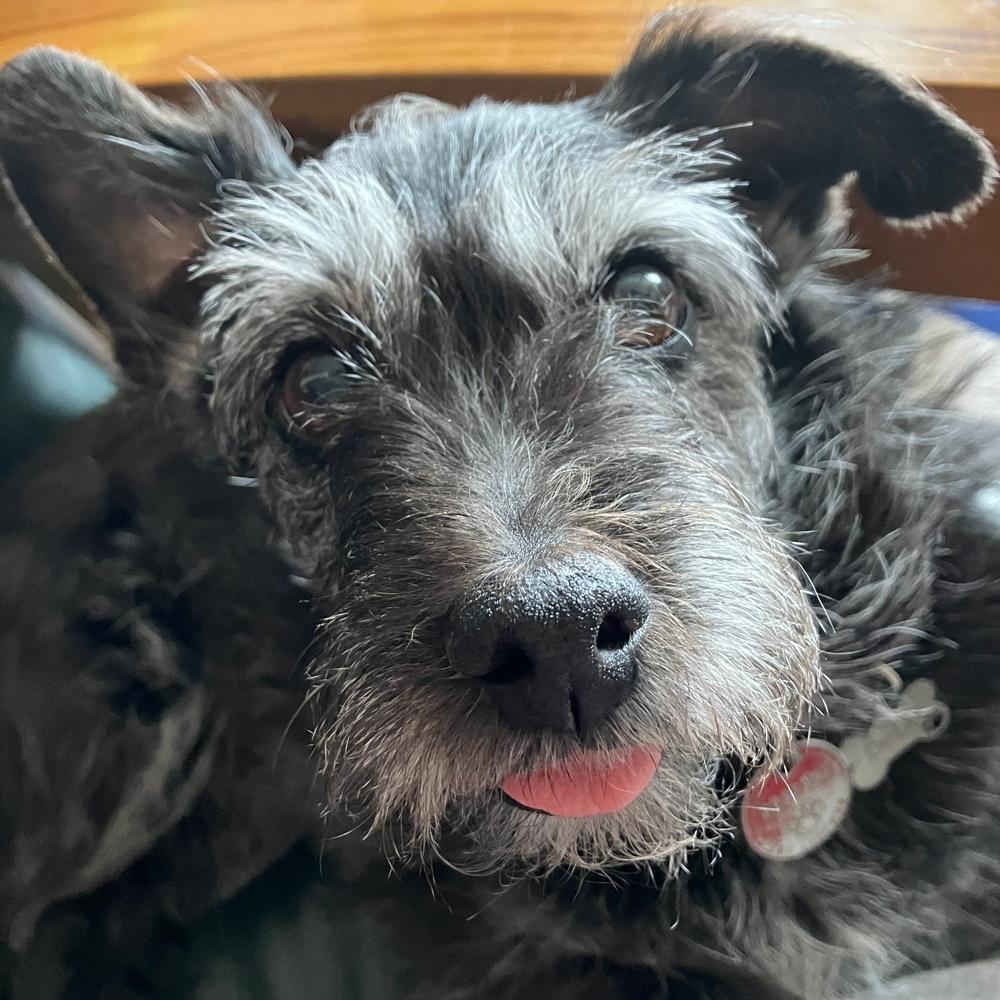 Dede a senior schnauzer cairn terrier mix looking up with bright eyes and a playful tongue symbolizing her joyful and loving nature as a family companion