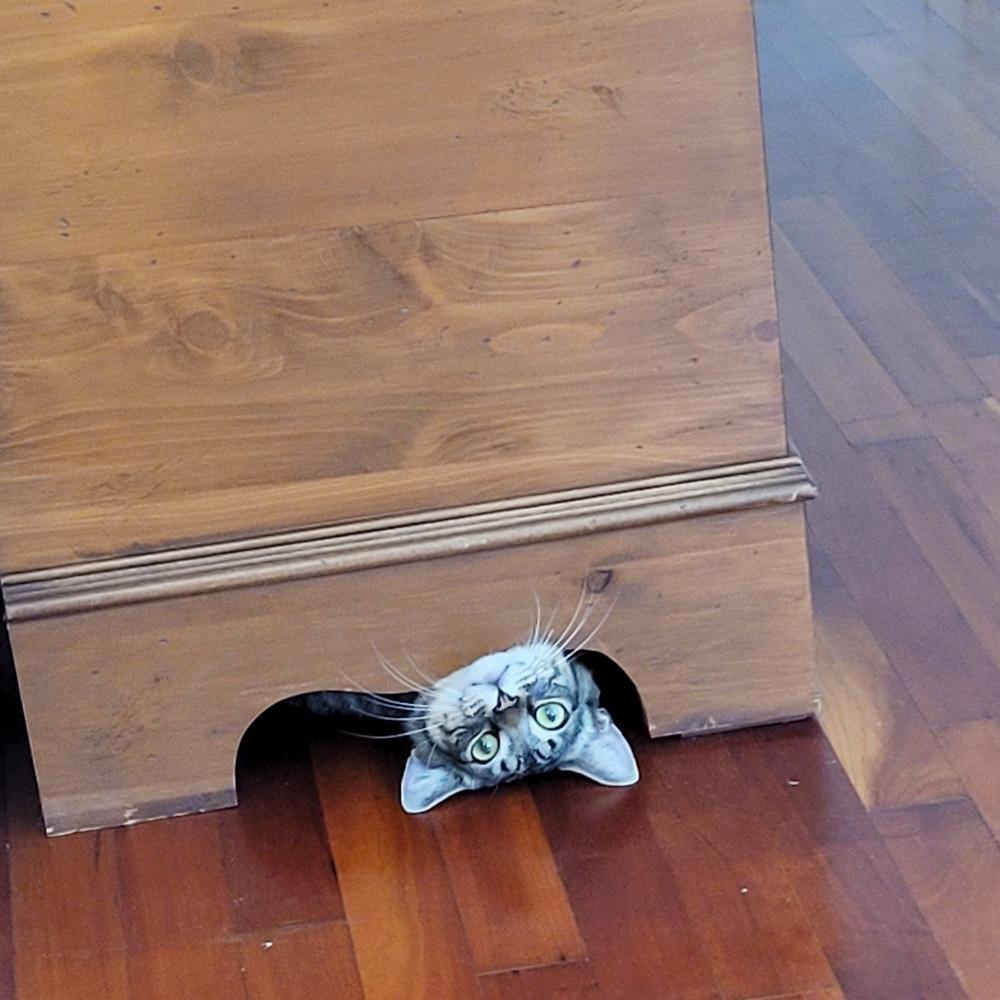 Adorable cat finnegan stuck halfway under a wooden hope chest looking up with surprised eyes encapsulating the humorous challenges of growing up