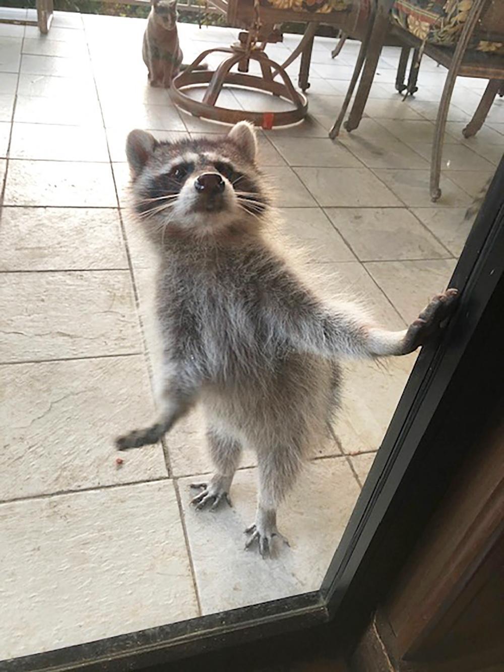 A raccoon stands on its hind legs at a doorway, looking forward with its paws slightly raised, in a human-like greeting pose.