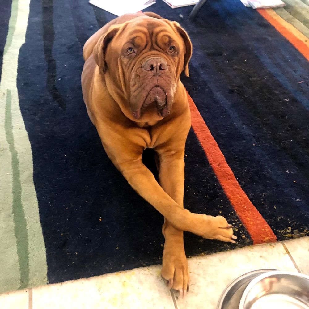 Ginger a large french mastiff weighing pounds sits gracefully on a colorful rug her face reflecting the breeds characteristic strength and loyalty